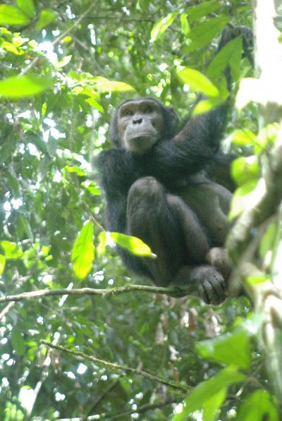 Chimp in a Tree