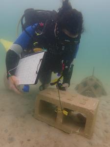 Natalie Levy counts settled coral larvae with an ultraviolet light