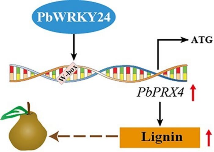 Conceptual model for PbWRKY24 regulation of lignin accumulation in russet pear skin.