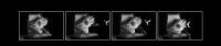 Bat Capture Sequence