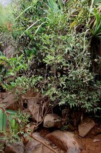 <i>Rinorea niccolifera</i> (2 of 2)