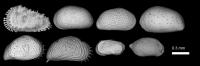 Shallow-Marine (Neritic) Ostracod Species