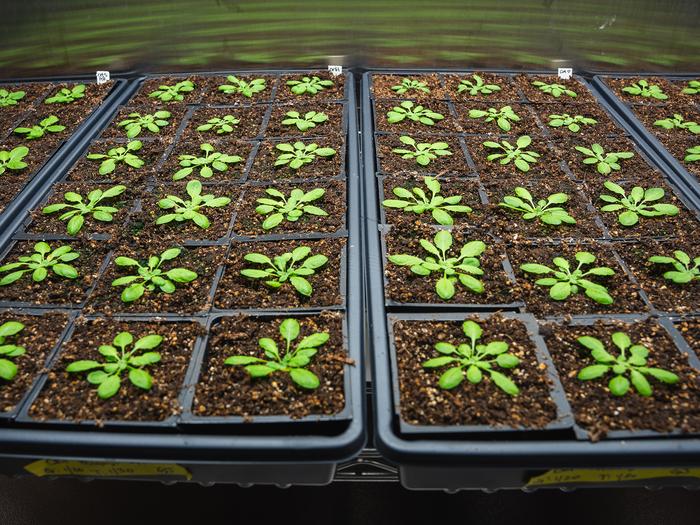 Arabidopsis thaliana