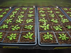 Arabidopsis thaliana