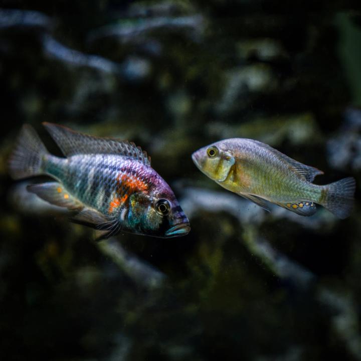 A. burtoni TheJordan Lab 2
