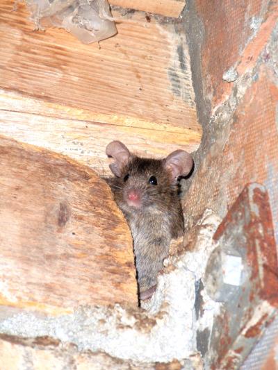 Long-lived Mice