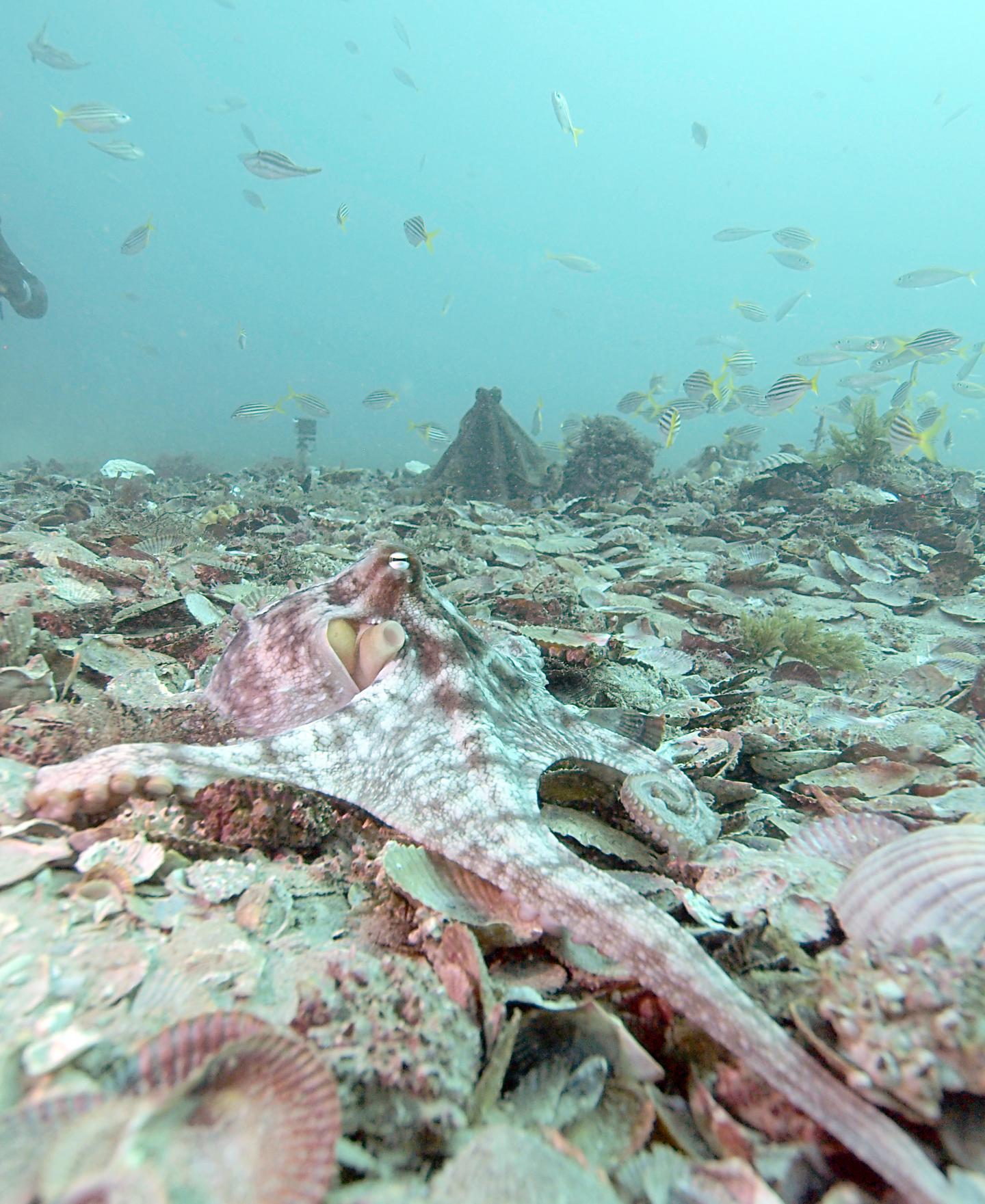 Octopus Interaction