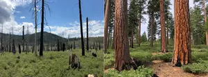 High severity vs low severity fire fallout