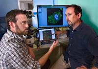 Salk Scientists Reuben Shaw and Jonathan Goodwin