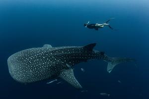Whale sharks