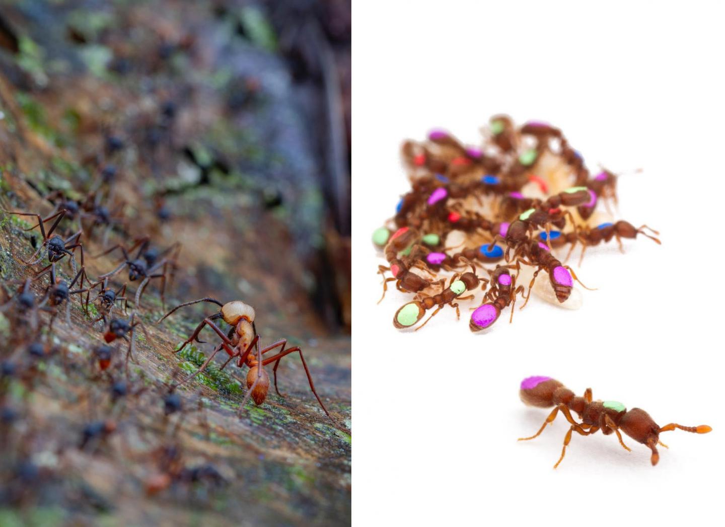 Army Ants