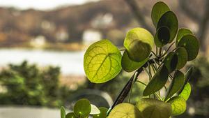 Pilea peperomioides, Chinese money plant