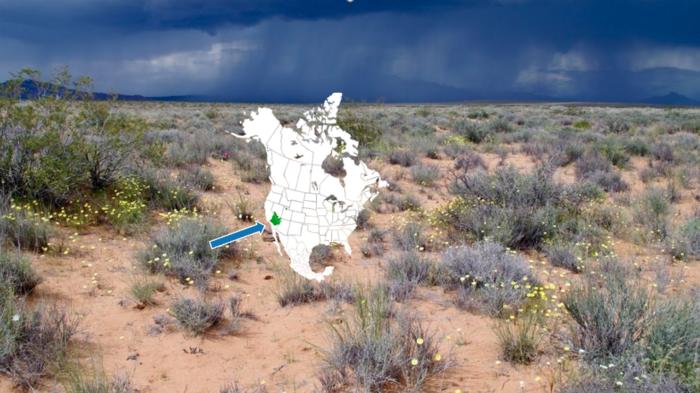 Intact desert habitat near the Gemini Solar Project outside of Las Vegas.