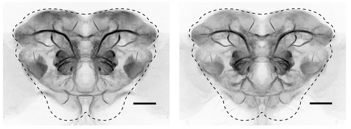 Studying 'ground plans' for neurons in Drosophila brains