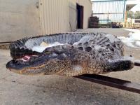 Alligator