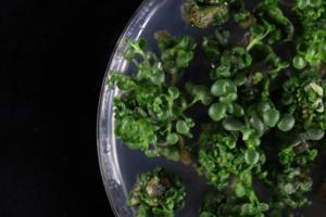 Regenerating Kalanchoë laxiflora in tissue culture.