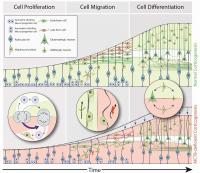 Corticogenesis