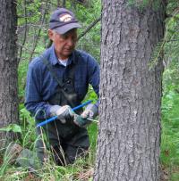 White Spruce Core