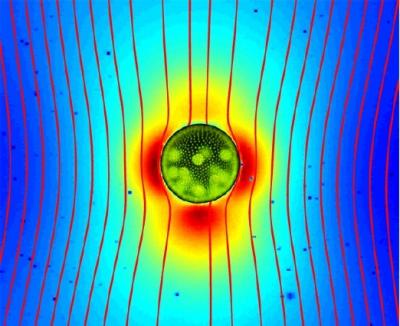 Fluid Flow Around a Microbe