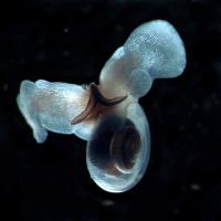 <i>Limacina helicina</i>