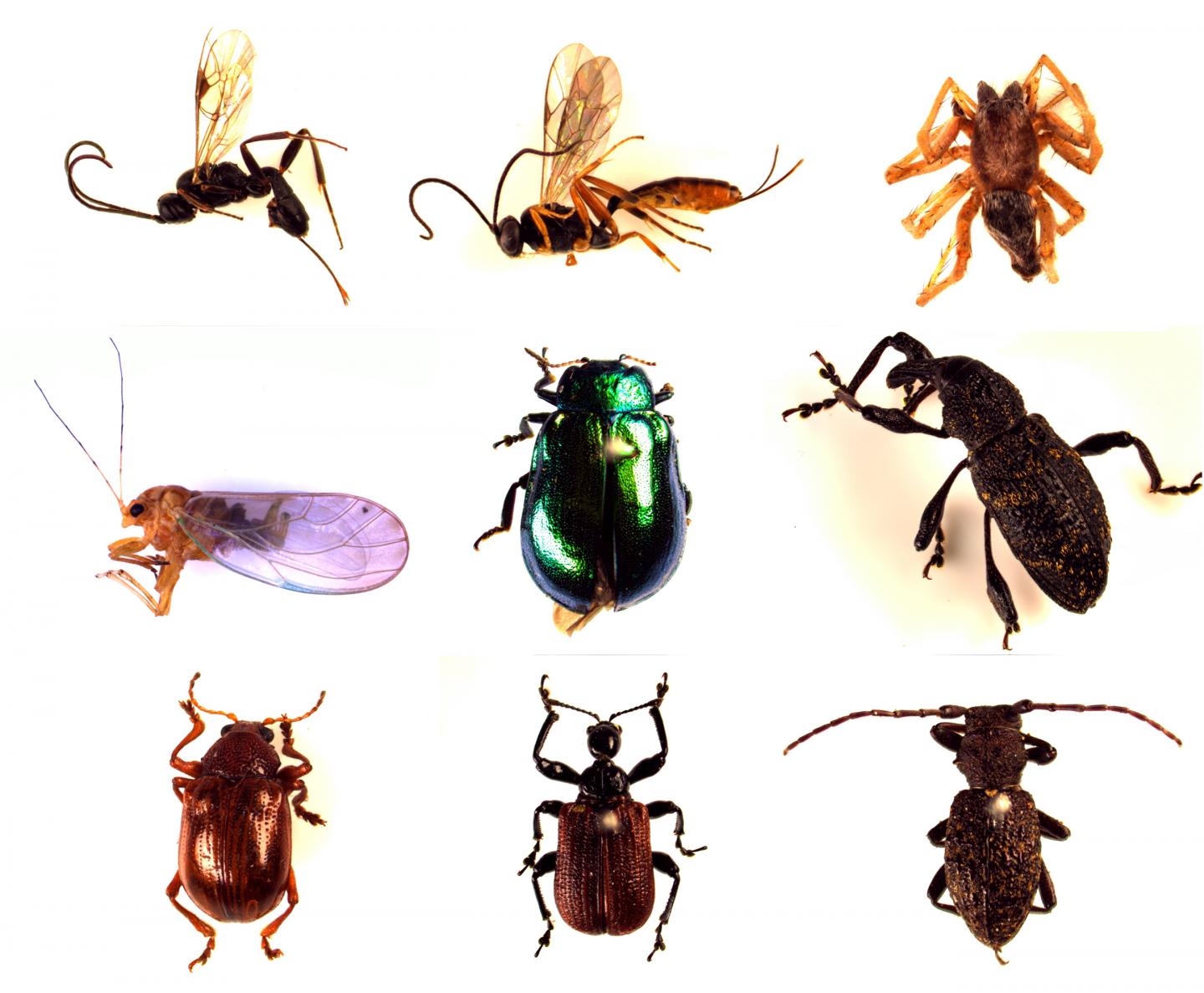 Arthropod Species Found on the Alder Trees