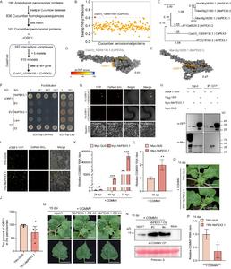 PEX3 mediates rORF1’s targeting to peroxisomes.