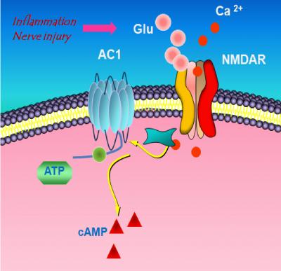 Targeting Pain in the Brain (2 of 2)