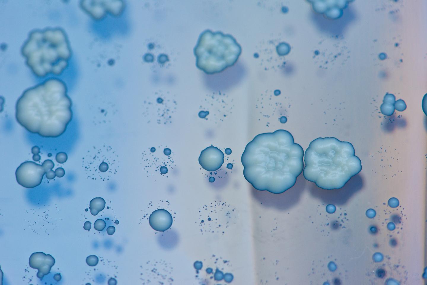 Directed Gene-Copy Variation: The Key to Conquering New Environments