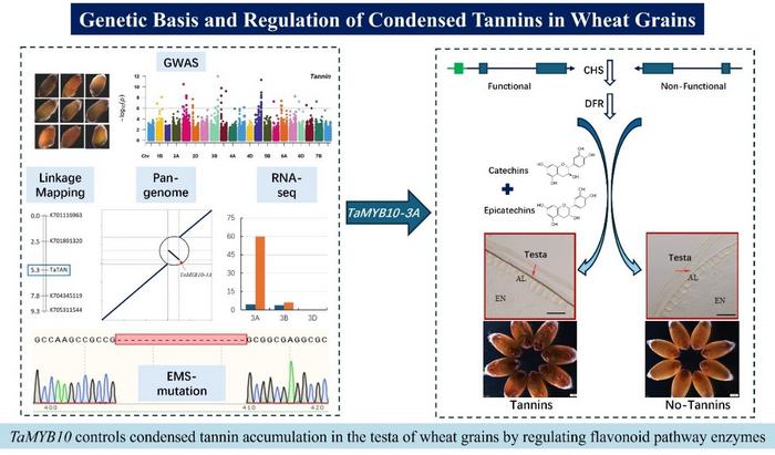 IN A STUDY PUBLISHED IN THE CROP JOURNAL, RESEARCHERS FROM SHANDONG AGRICULTURAL UNIVERSITY IDENTIFIED THE CAUSAL GENE TaMYB10-3A THAT DETERMINES WHETHER WHEAT GRAINS ACCUMULATE CONDENSED TANNINS.