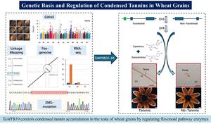 IN A STUDY PUBLISHED IN THE CROP JOURNAL, RESEARCHERS FROM SHANDONG AGRICULTURAL UNIVERSITY IDENTIFIED THE CAUSAL GENE TaMYB10-3A THAT DETERMINES WHETHER WHEAT GRAINS ACCUMULATE CONDENSED TANNINS.