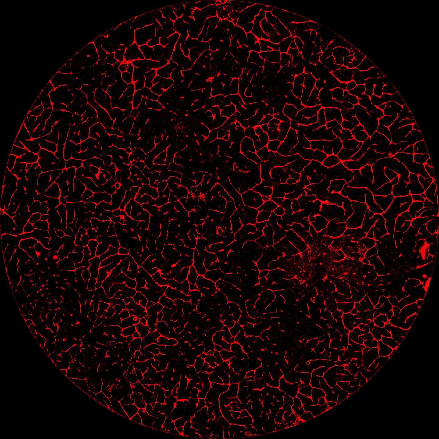Self-Organizing Blood Supply System