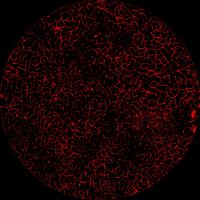 Self-Organizing Blood Supply System