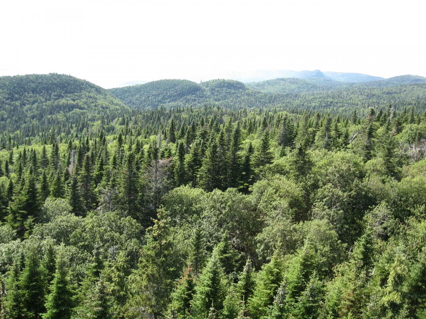 Mixed forest