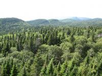 Mixed forest