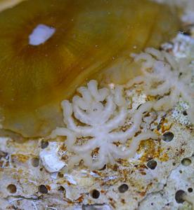 Fig. 1: Pycnogonum litorale, adult male feeding on a sea anemone.