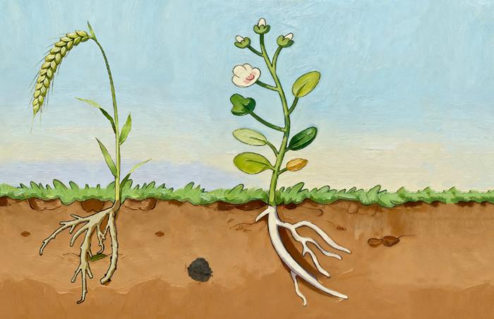 Roots bend away from decaying plant material