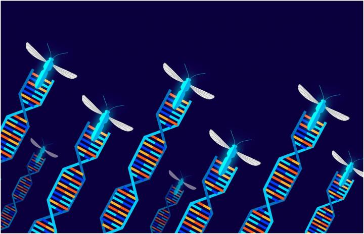 Defining gene drive