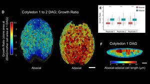 Differential growth between the two sides of the cotyledon