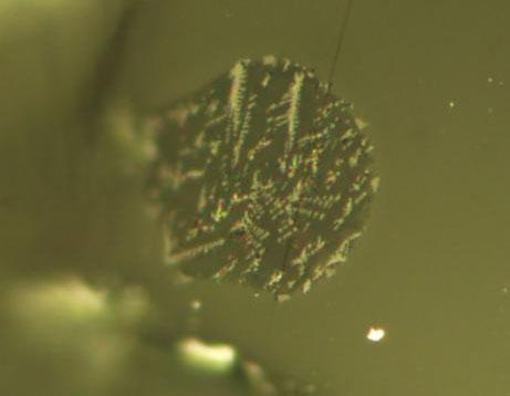 Melt Inclusion