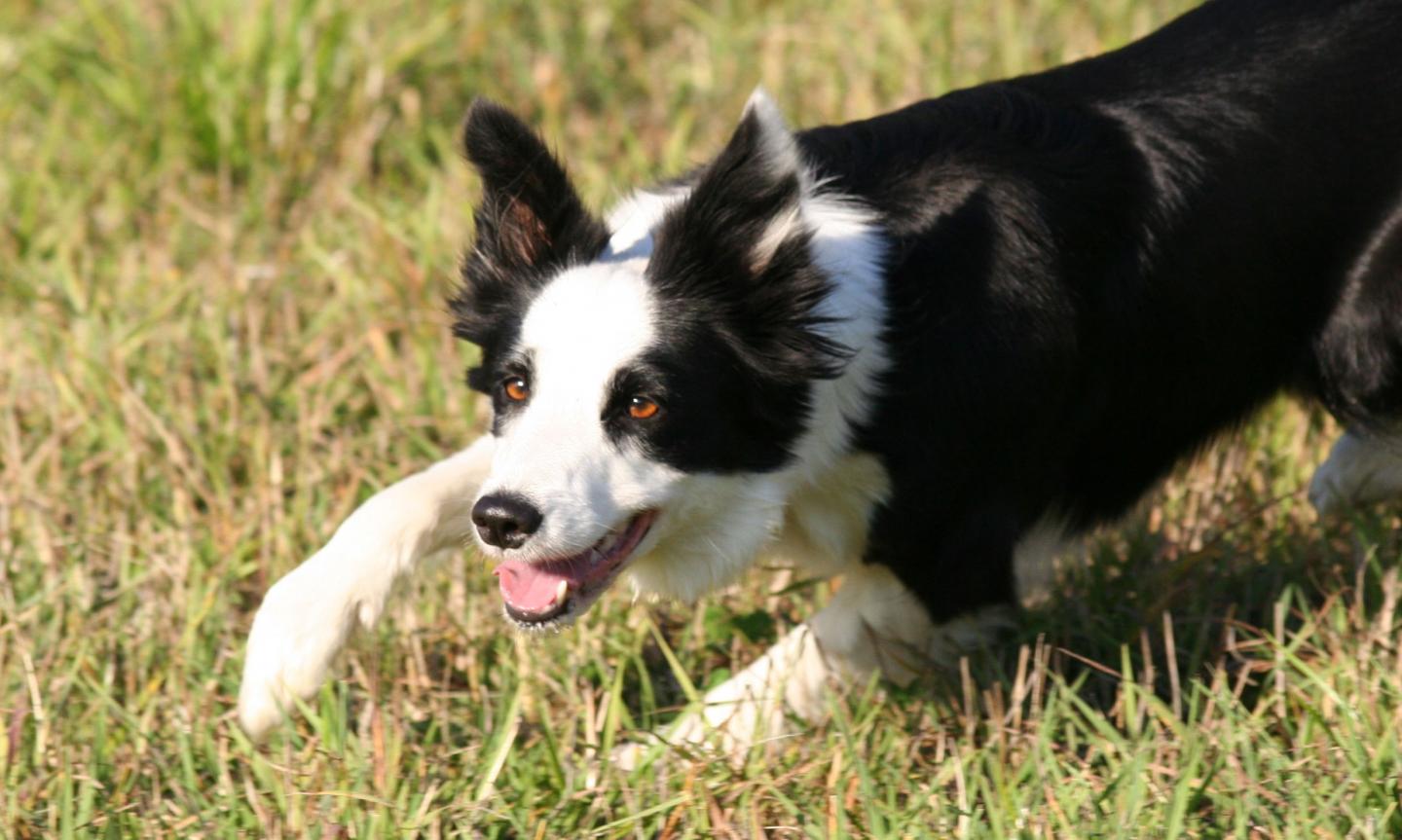 Border Collie