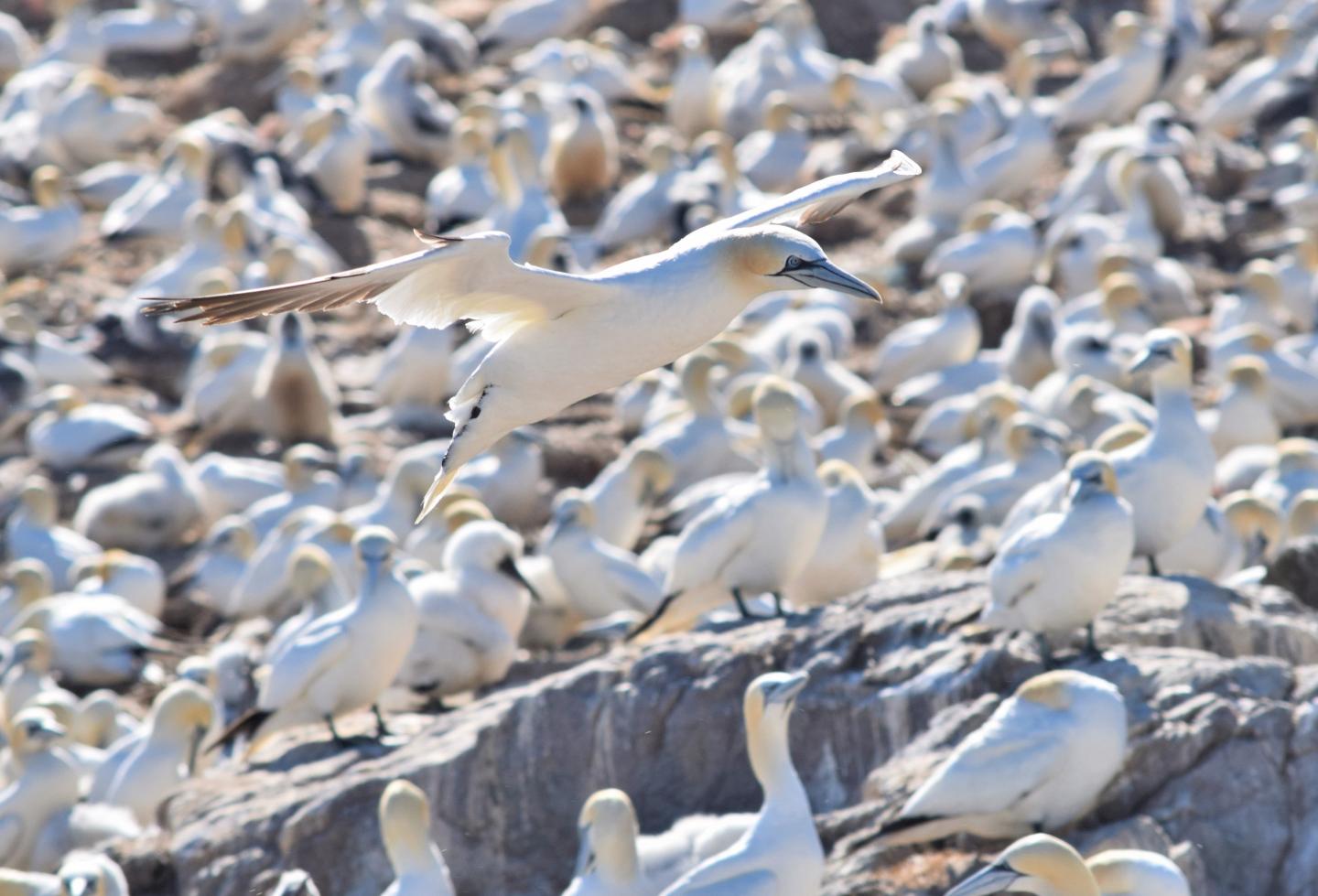 A gannet flying.