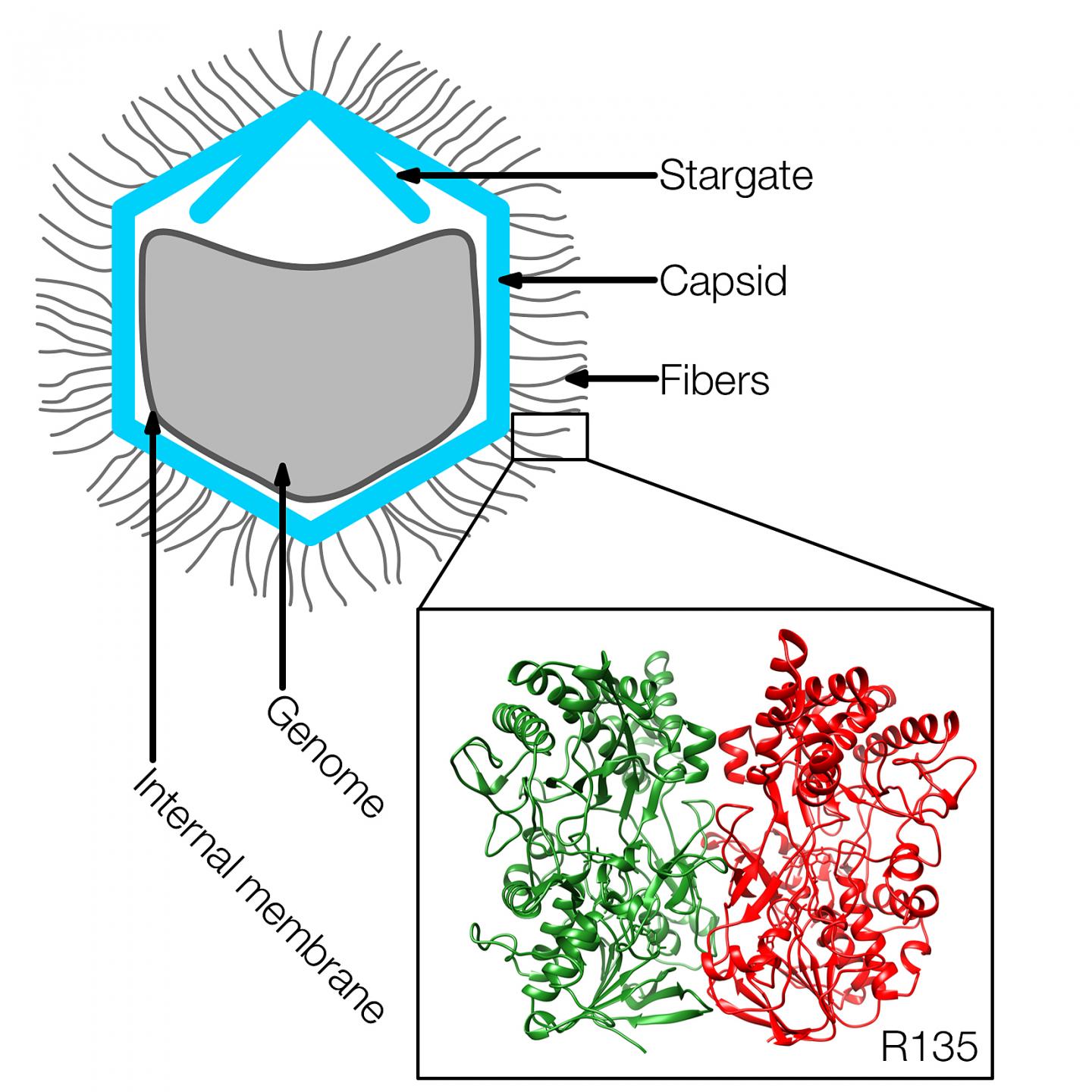 Mimivirus