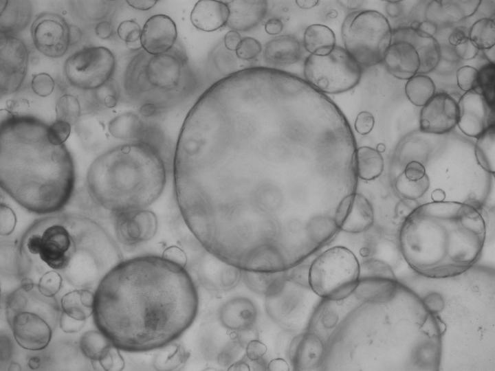 Bile duct cell organoid