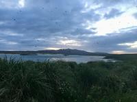 At dusk thousands of seabirds called sooty shearwaters (Ardena grisea) return to their deep nesting burrows