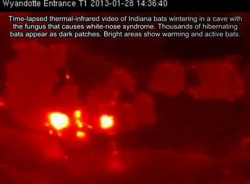 Thermal Imagery of Hibernating Bats