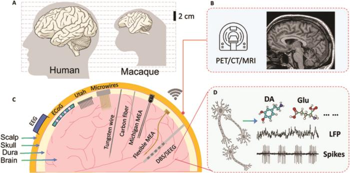Schematic diagram of brain neural information detection technologies.
