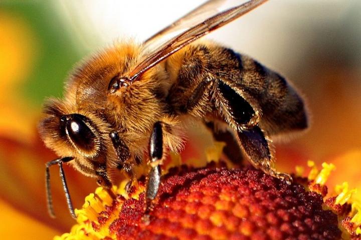 Bee of the Genus <i>Apis</i> on a Flower