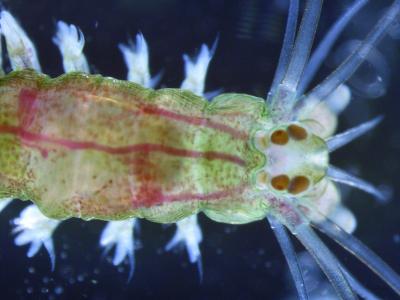 Living Fossil Platynereis dumerilii