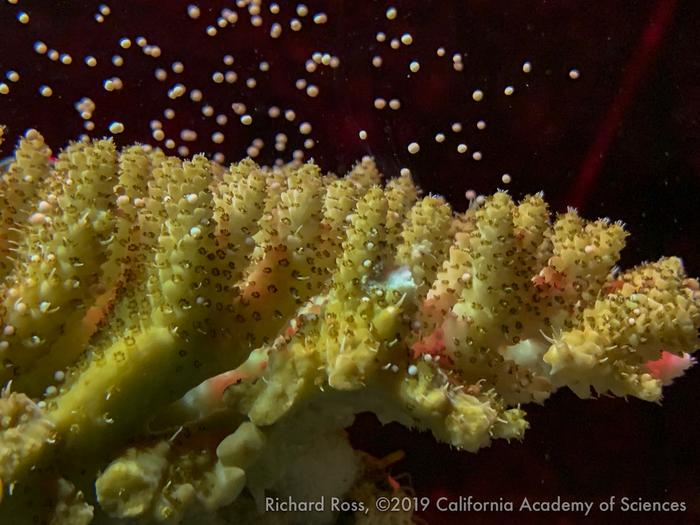 Gamete bundle release