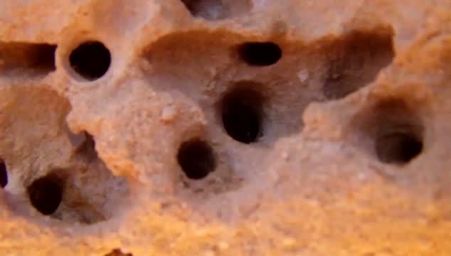 Sandstone Excavation by <i>Anthophora pueblo</p>